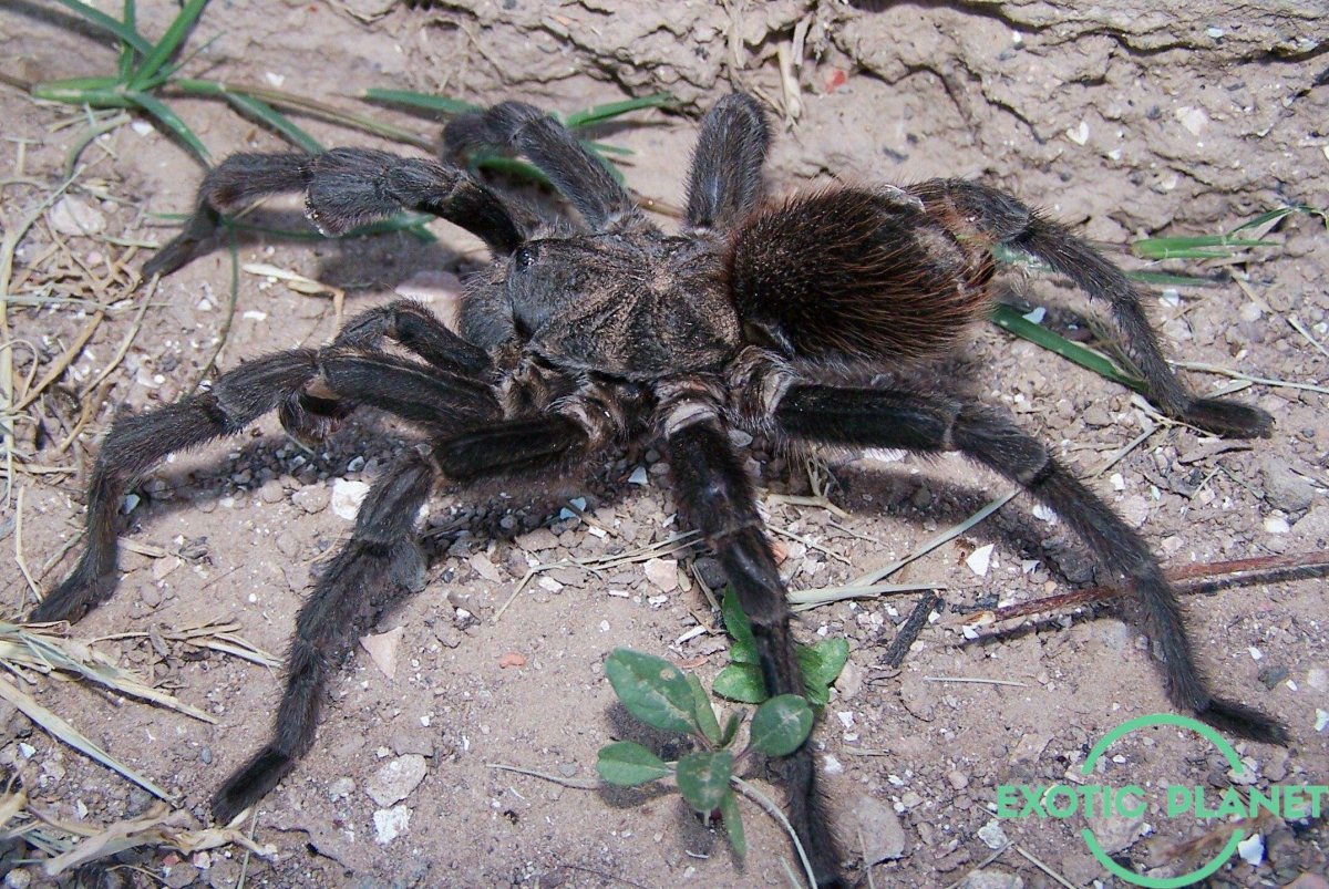 Антро Арахнид