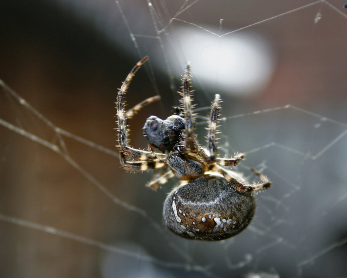 Пауки герсилииды
