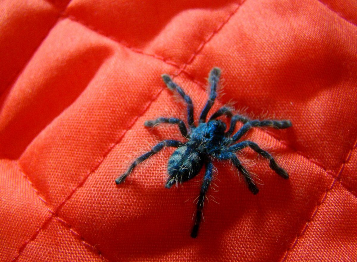 Испанский воронковый паук