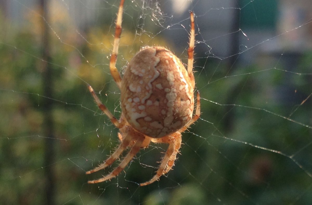 Ночные пауки