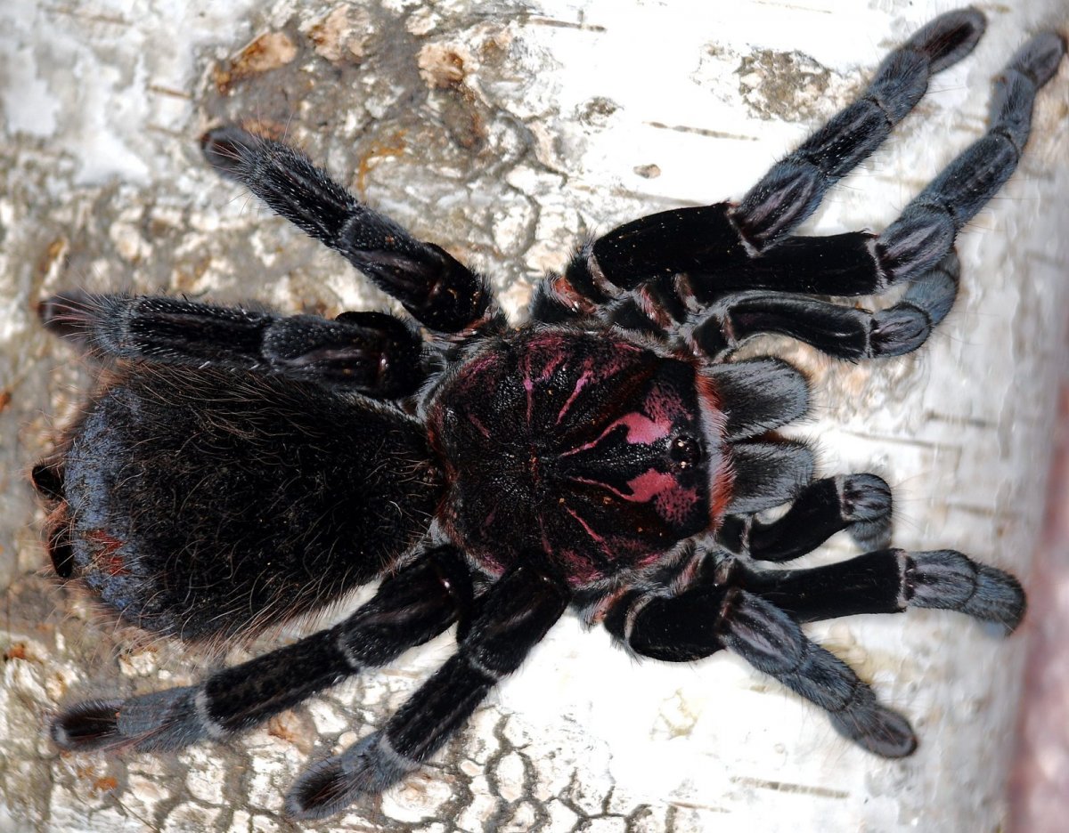 3д паук на рабочий стол