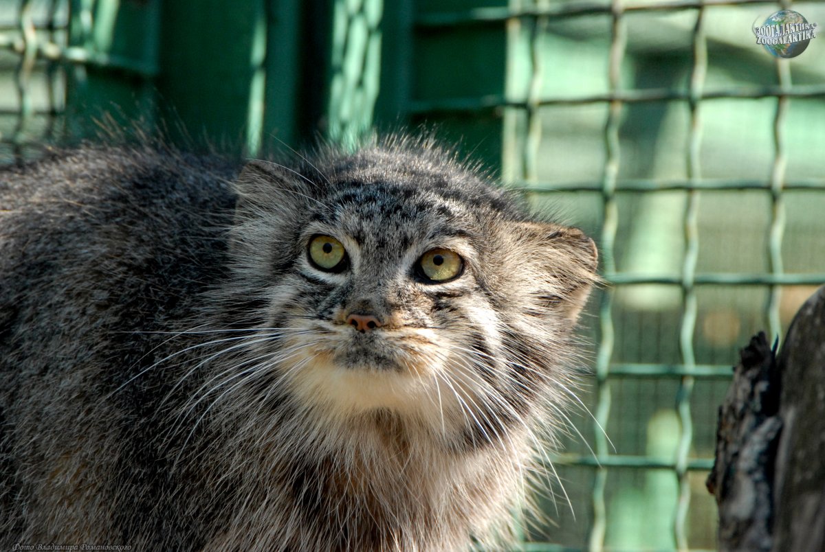 Помесь манула и кошки