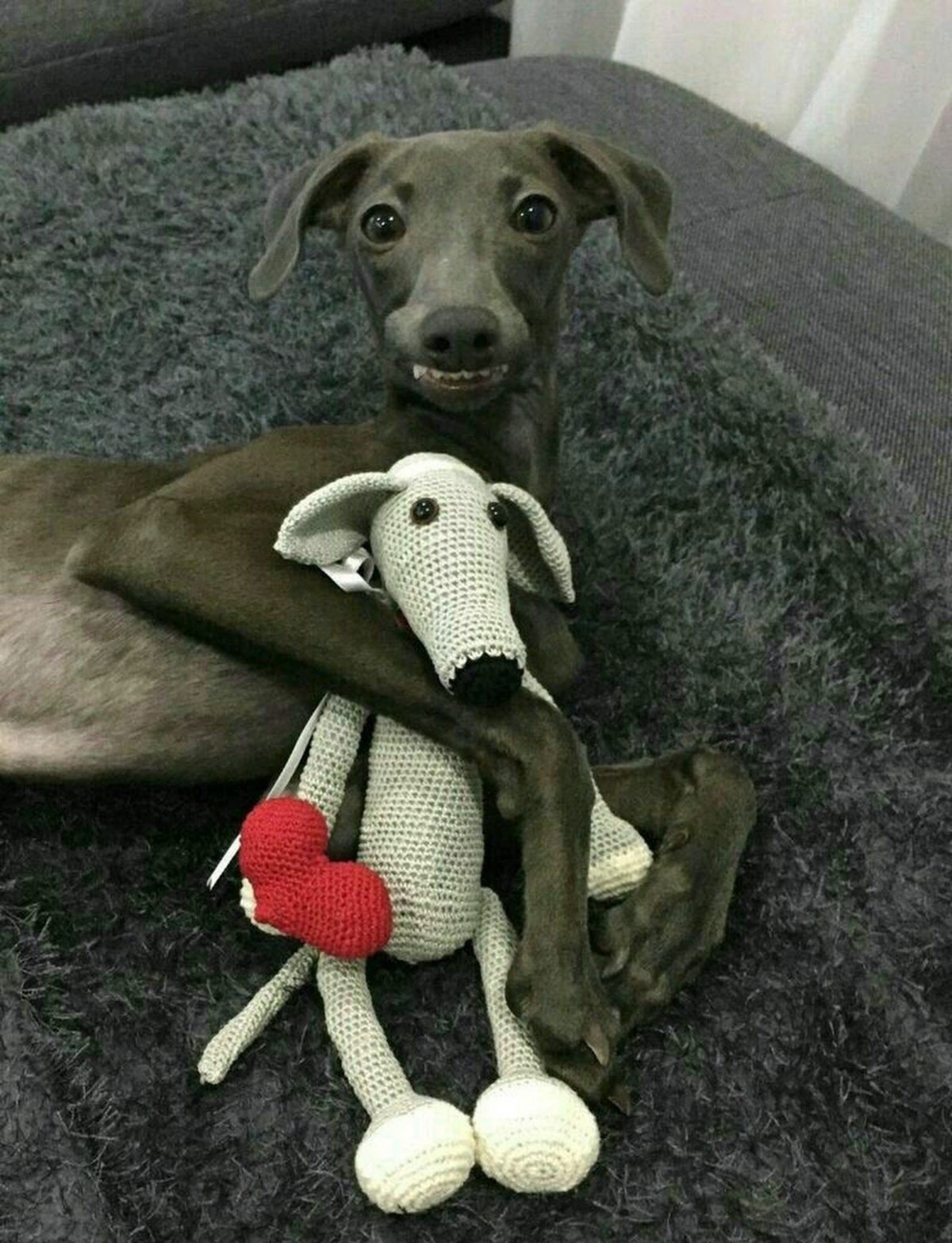 Милые левретки