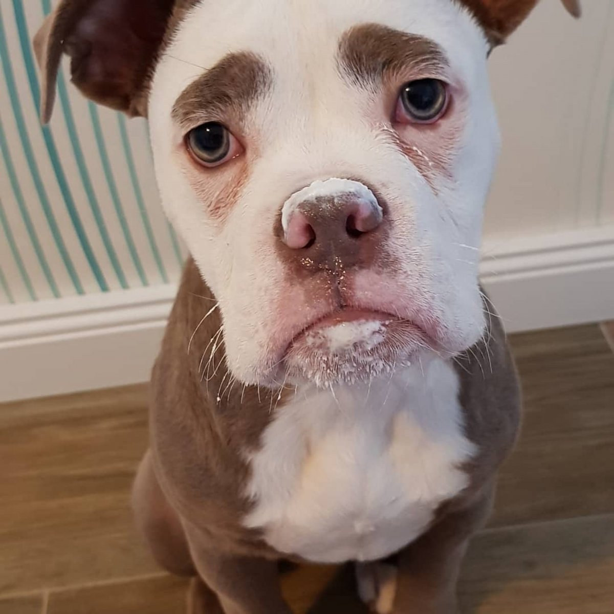 Самая грустная собака