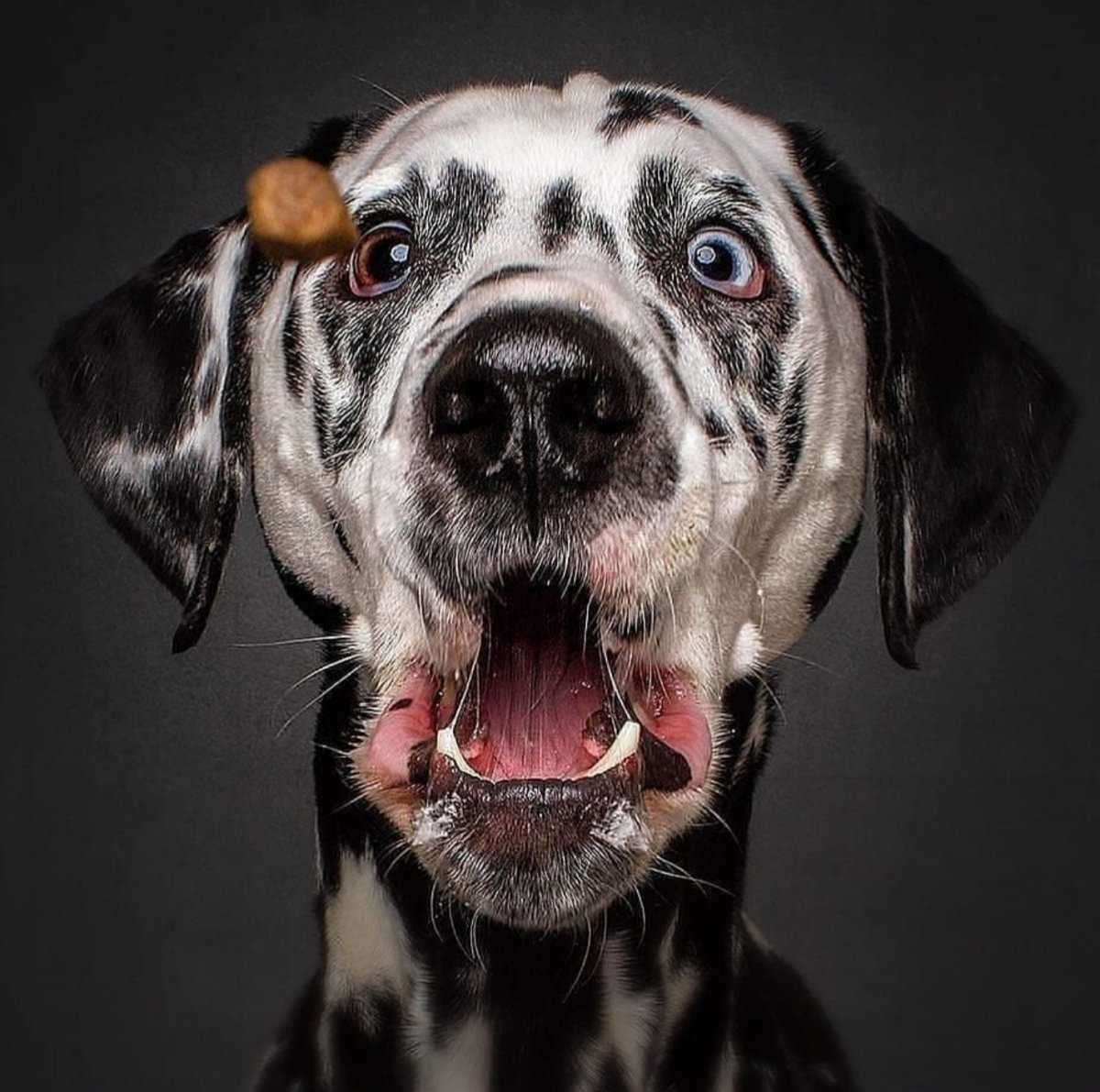 Лицо собаки