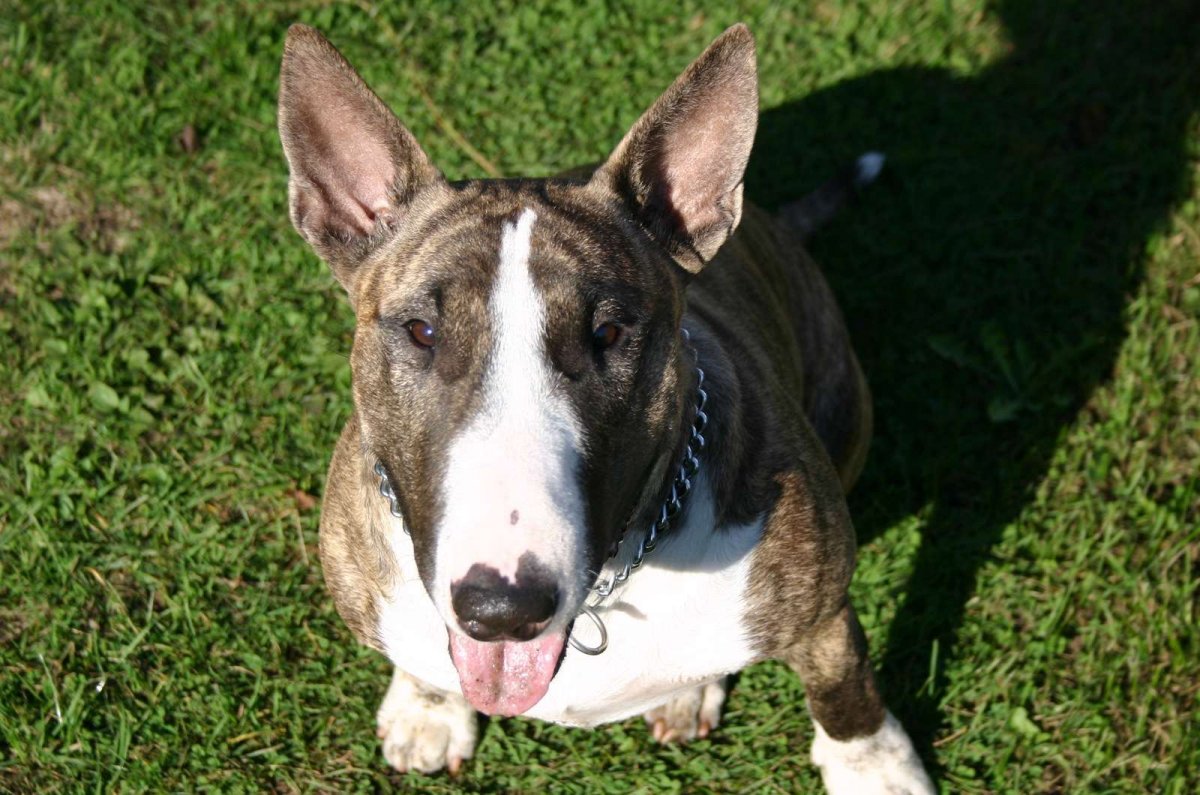 Керри бультерьер