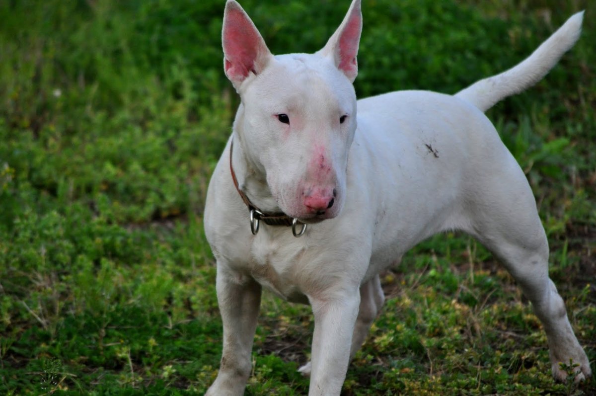 Бойцовский бультерьер