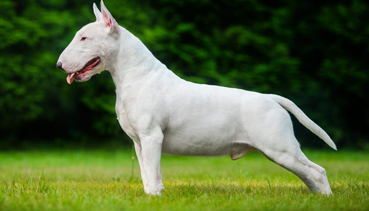 Бультерьер чистокровный