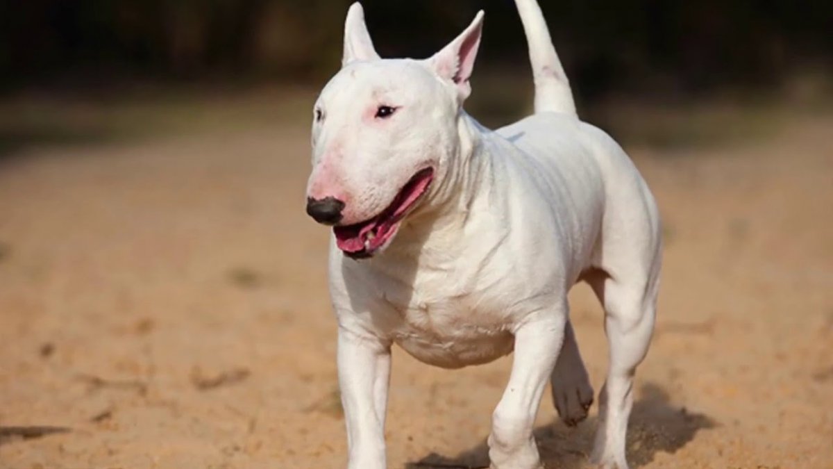 Миниатюрный бультерьер бойцовская