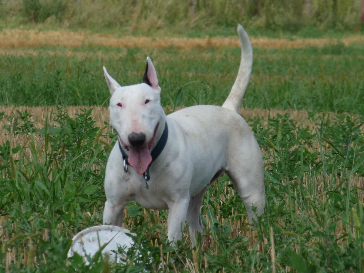 Бультерьер альбинос