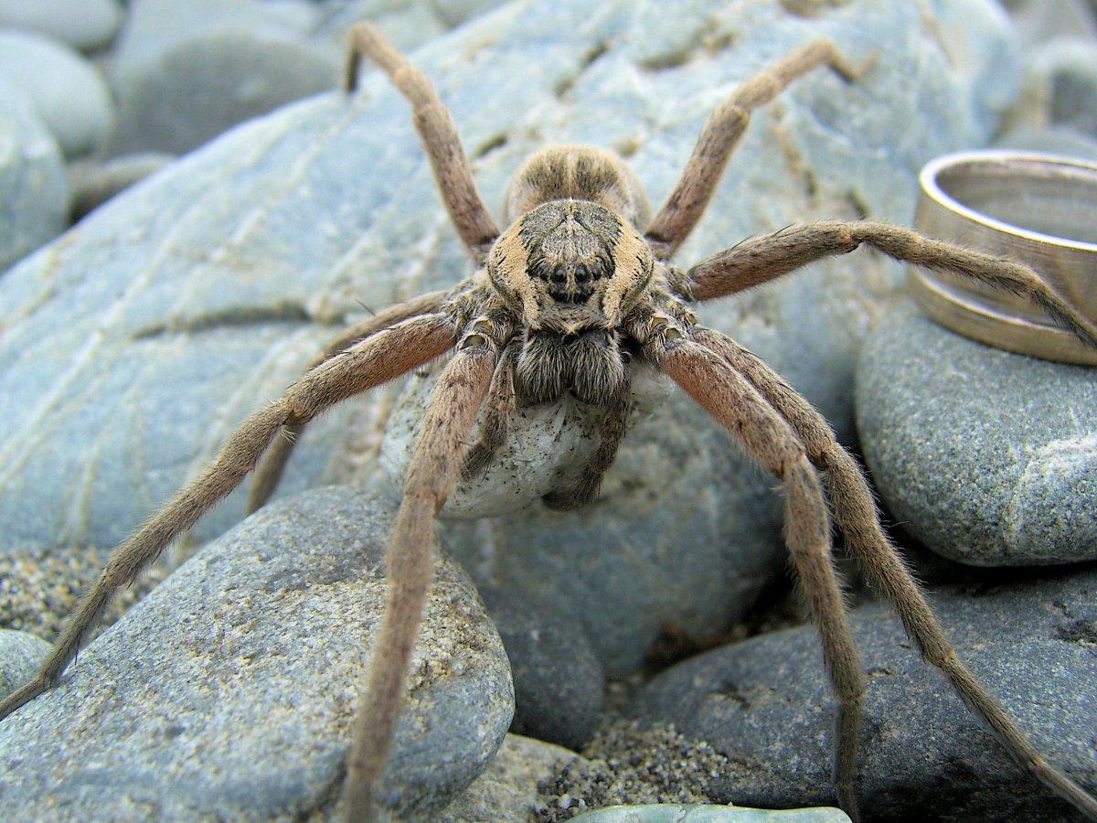 Dolomedes fimbriatus паук