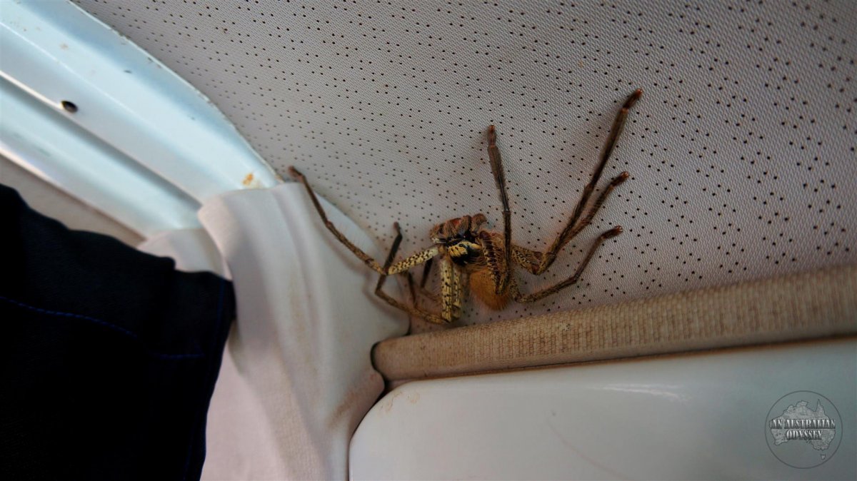 Тарантул Астраханский Тарантул