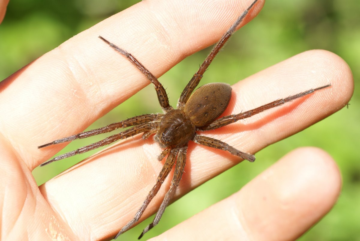 Паук Аргиопа маленький