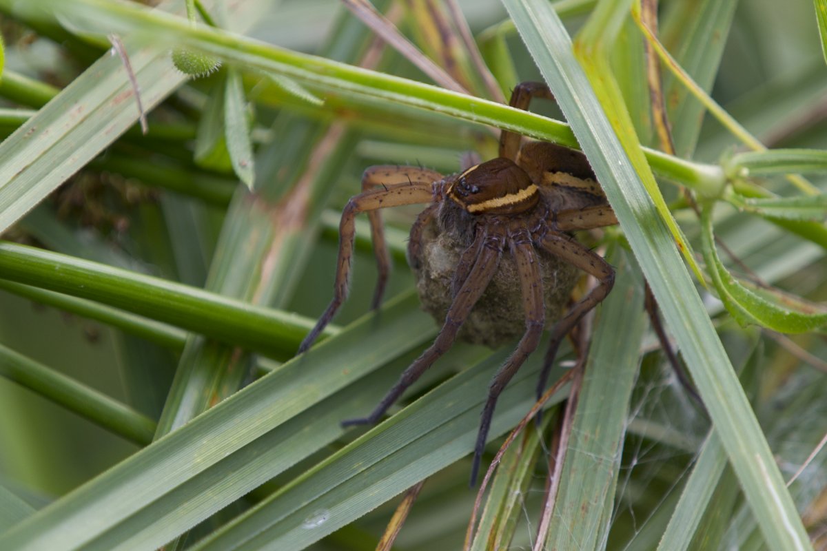 Dolomedes fimbriatus - охотник каёмчатый