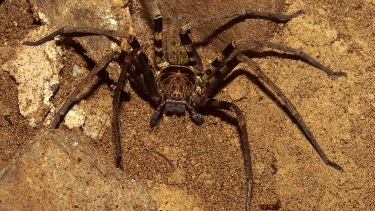 Паук из рода Dolomedes