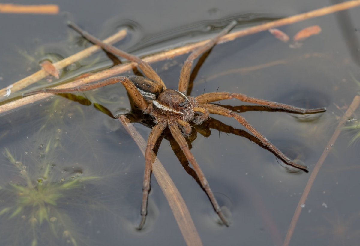 Паук Хантсмен Австралии