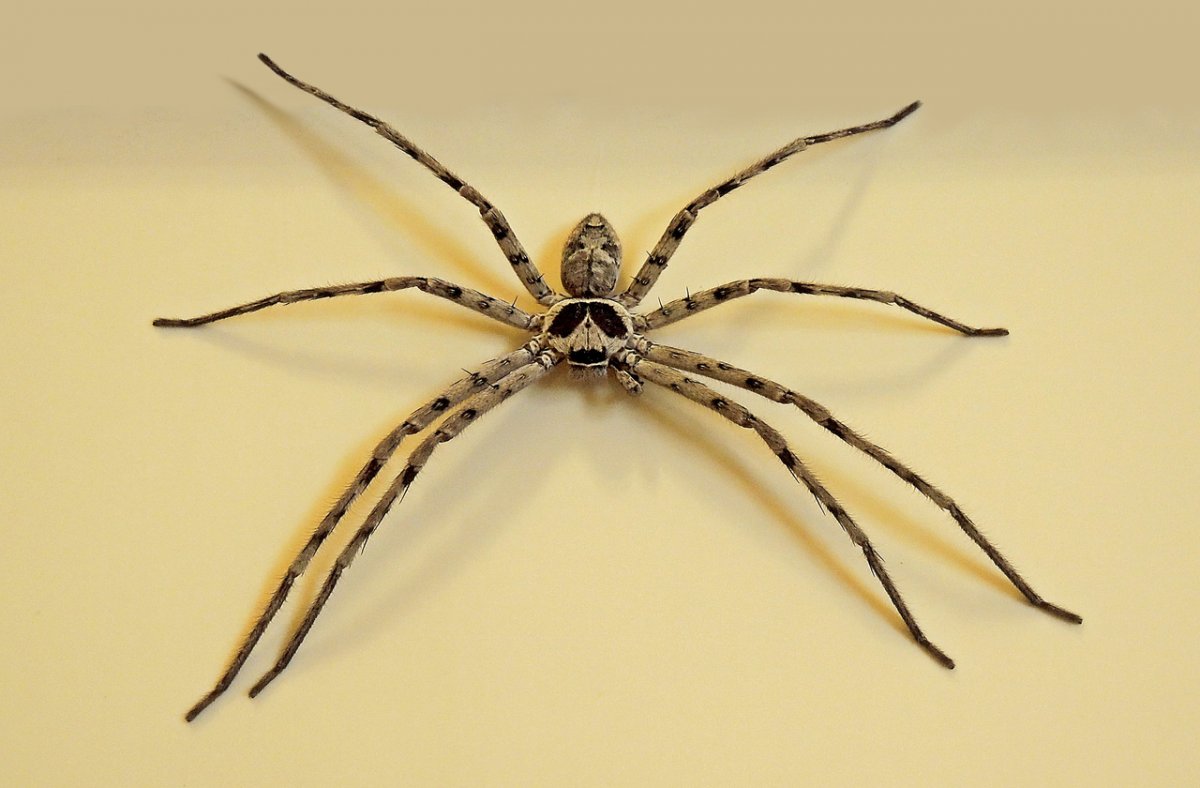 Пауки в США