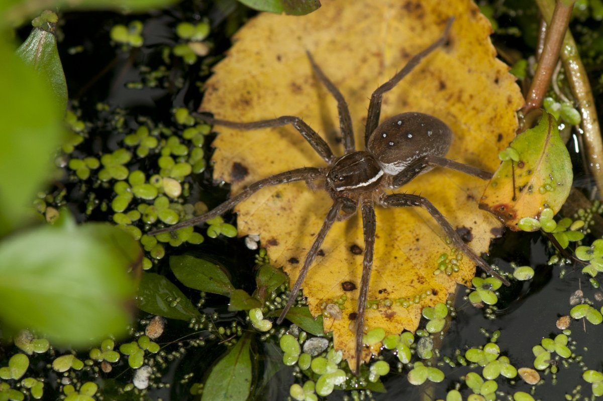 Паук доломедес (Dolomedes fimbriatus)