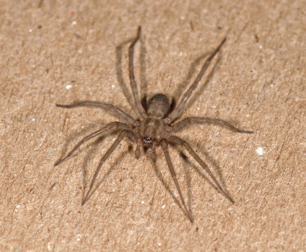 Dolomedes fimbriatus паук