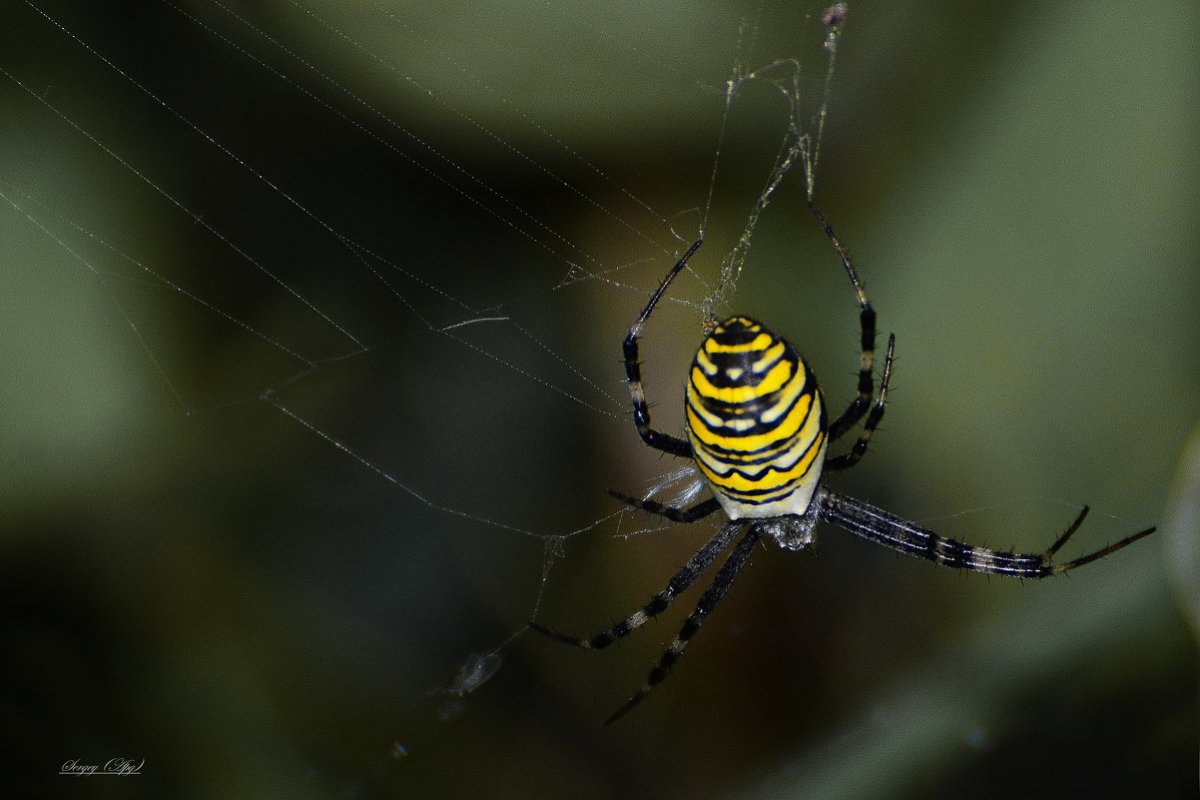 Dolomedes fimbriatus паук