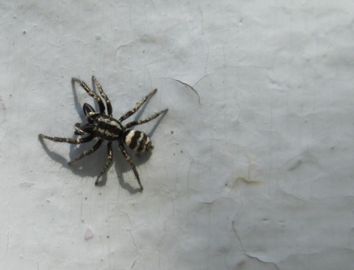 Арахнид паук Австралия