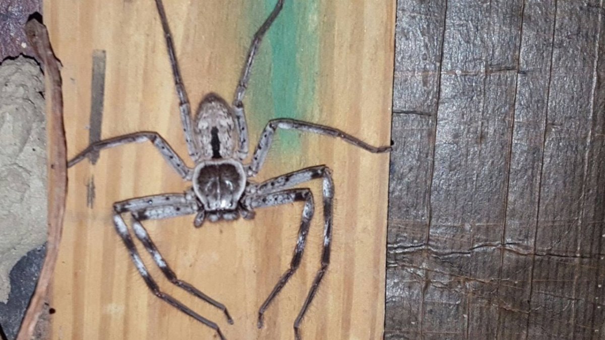 Паук охотник каёмчатый