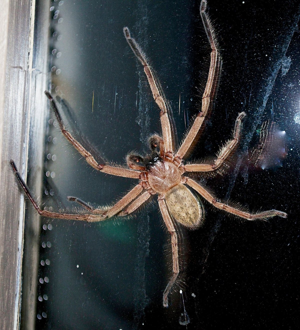 Паук Huntsman Spider