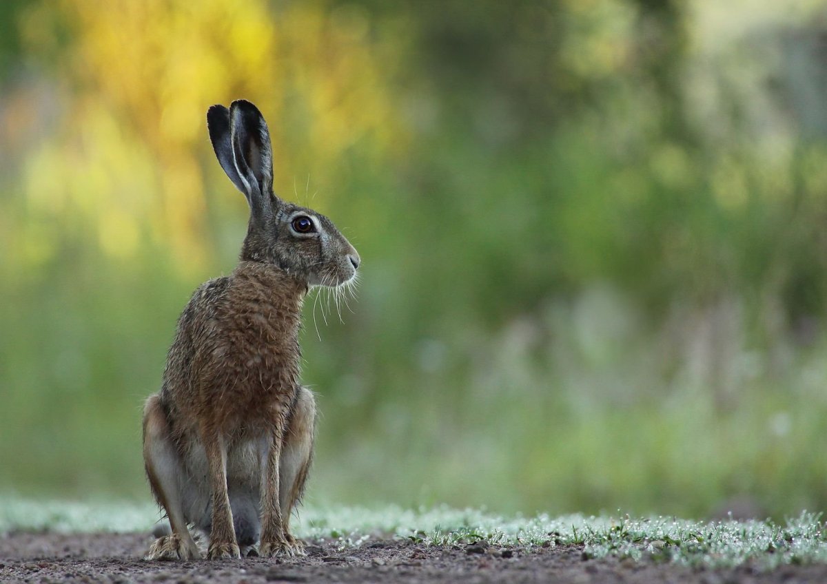 Толстый хомяк