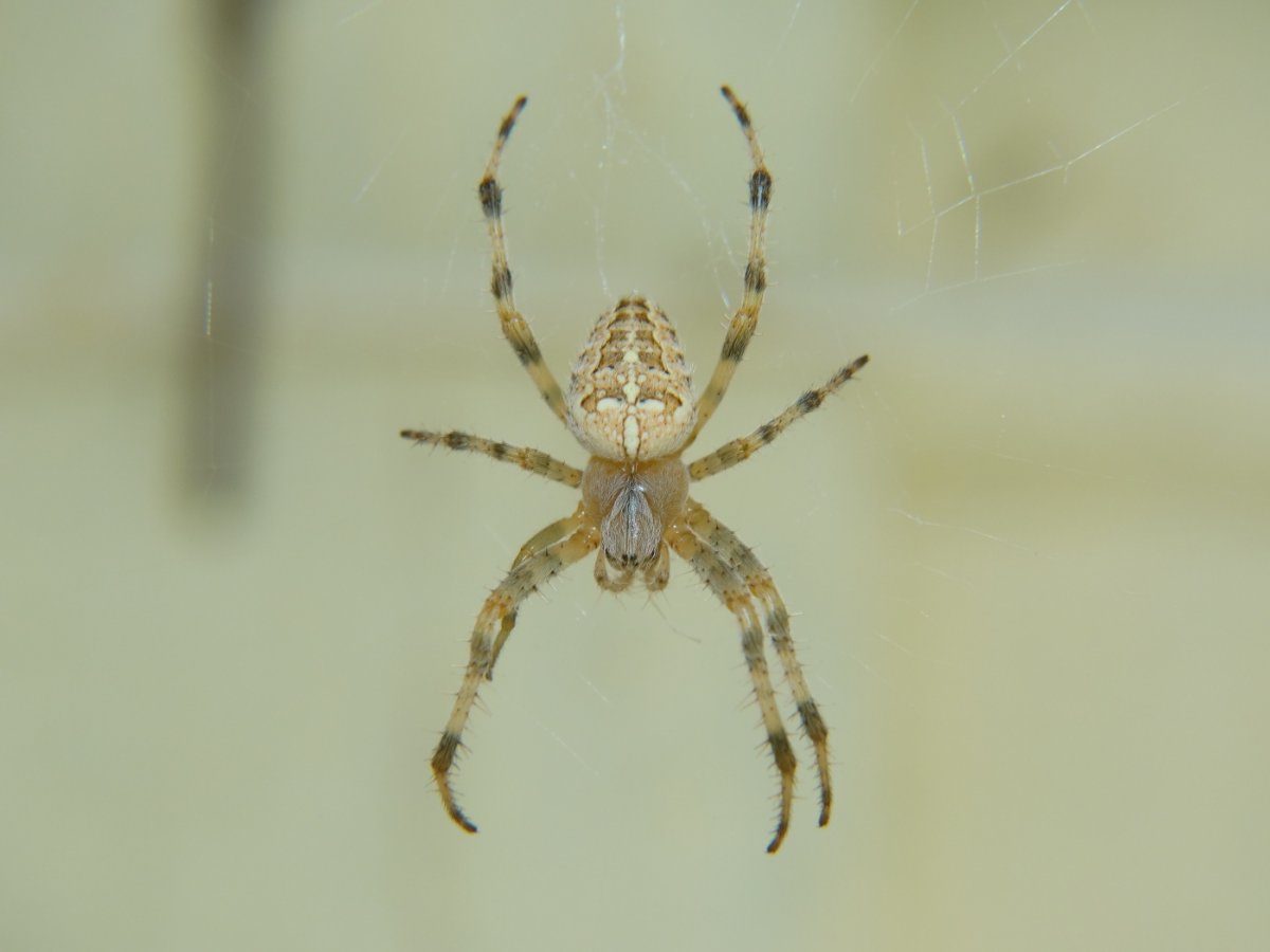 Средневолжский Тарантул