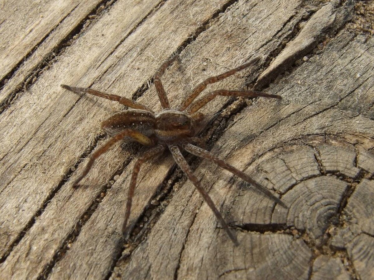 Музей пауков