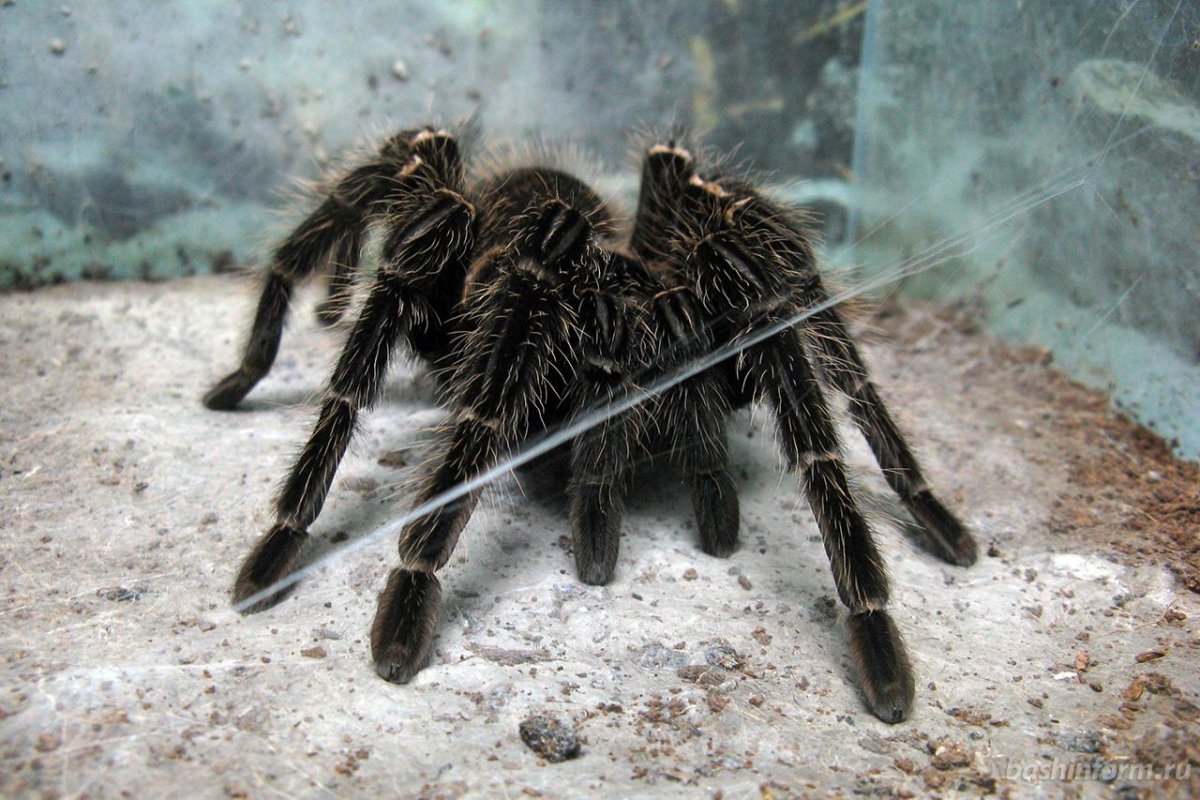 Южнорусский Тарантул