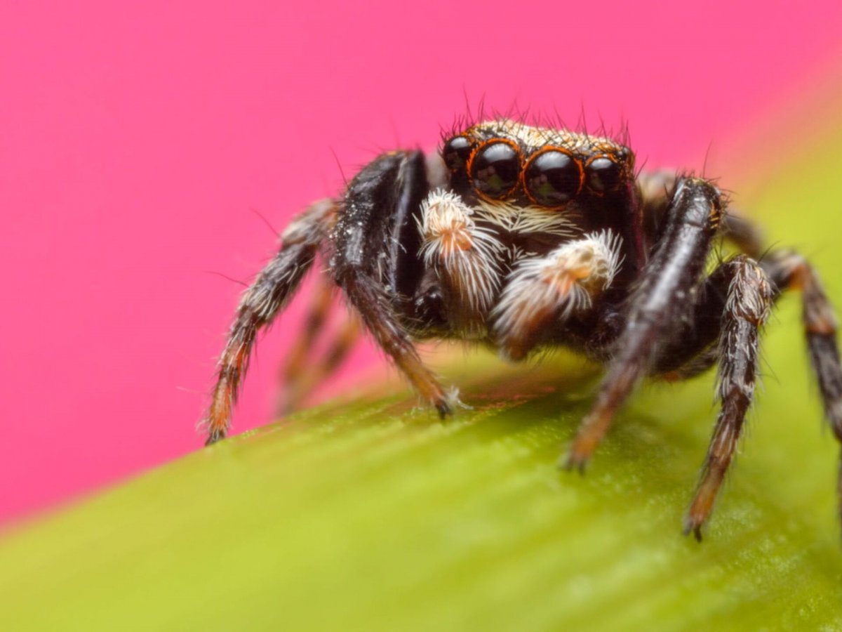 Самара пауки