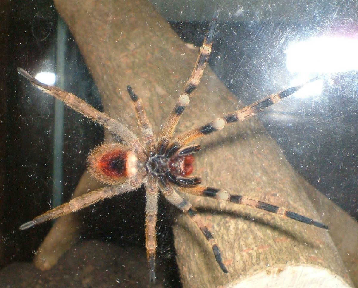 Паук крестовик Каракурт белый