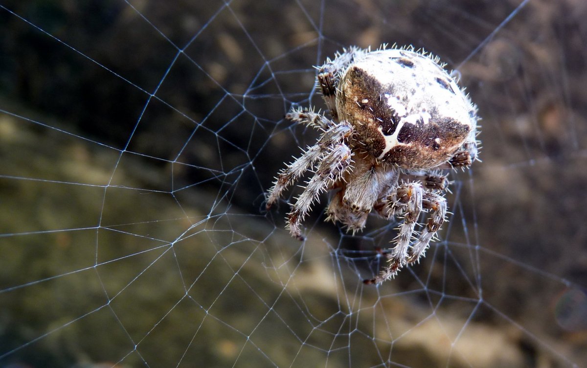 Каракурт Южнорусский Тарантул