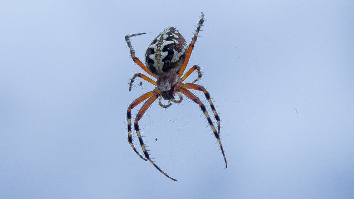 Argiope lobata