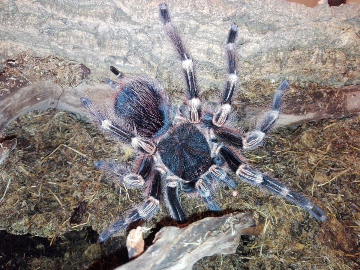 Пауки в Ставрополе