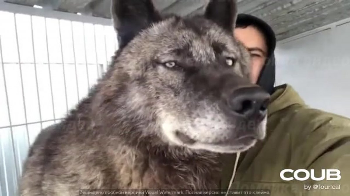 Американская овчарка лютоволк