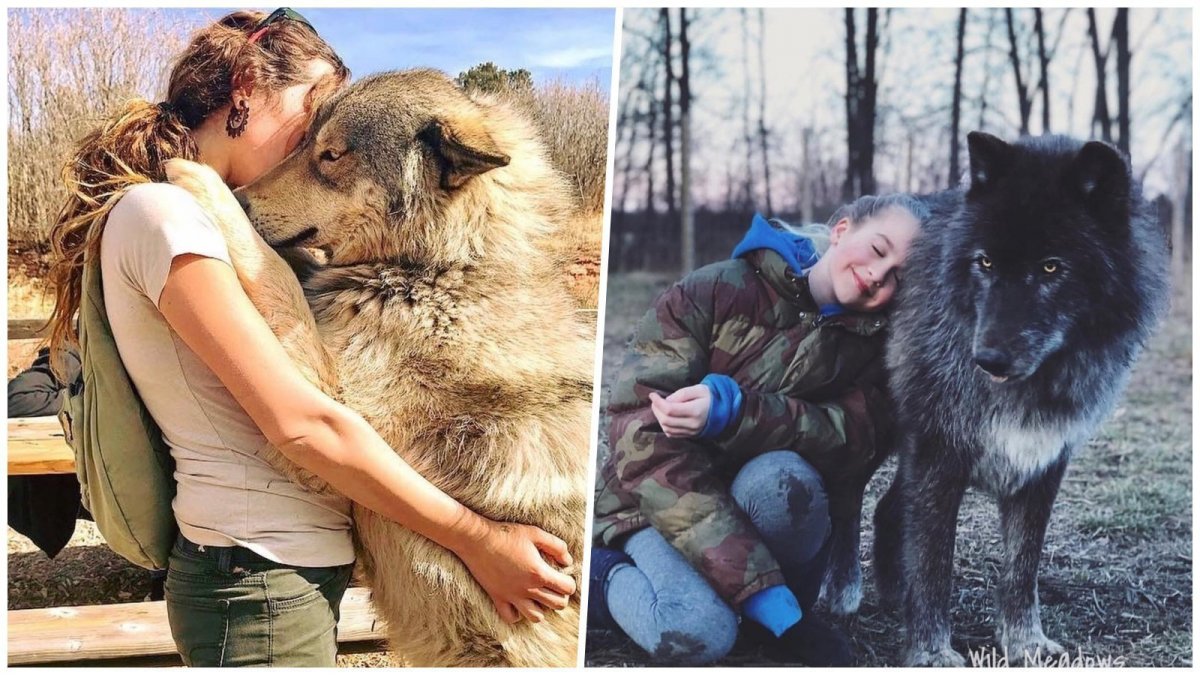 Полярный волк вес 120 кг