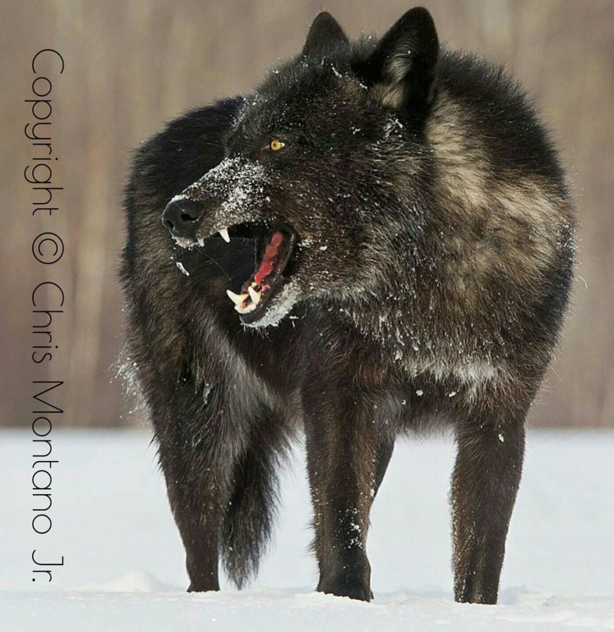 Гигантский Северный волк