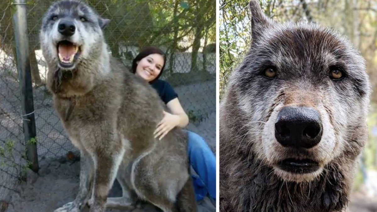 Канадский волк Акелла