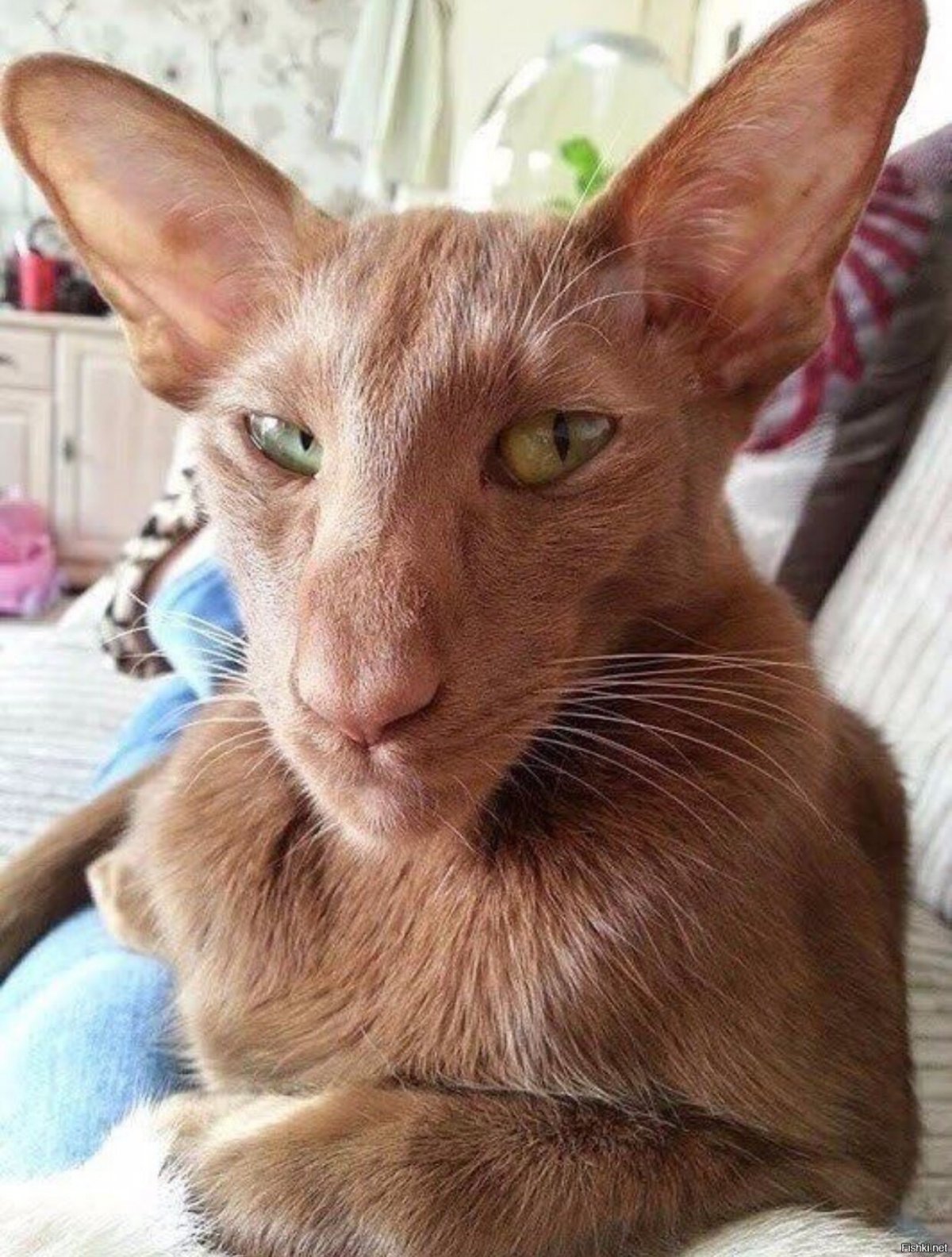 Ориентальный кот грузин