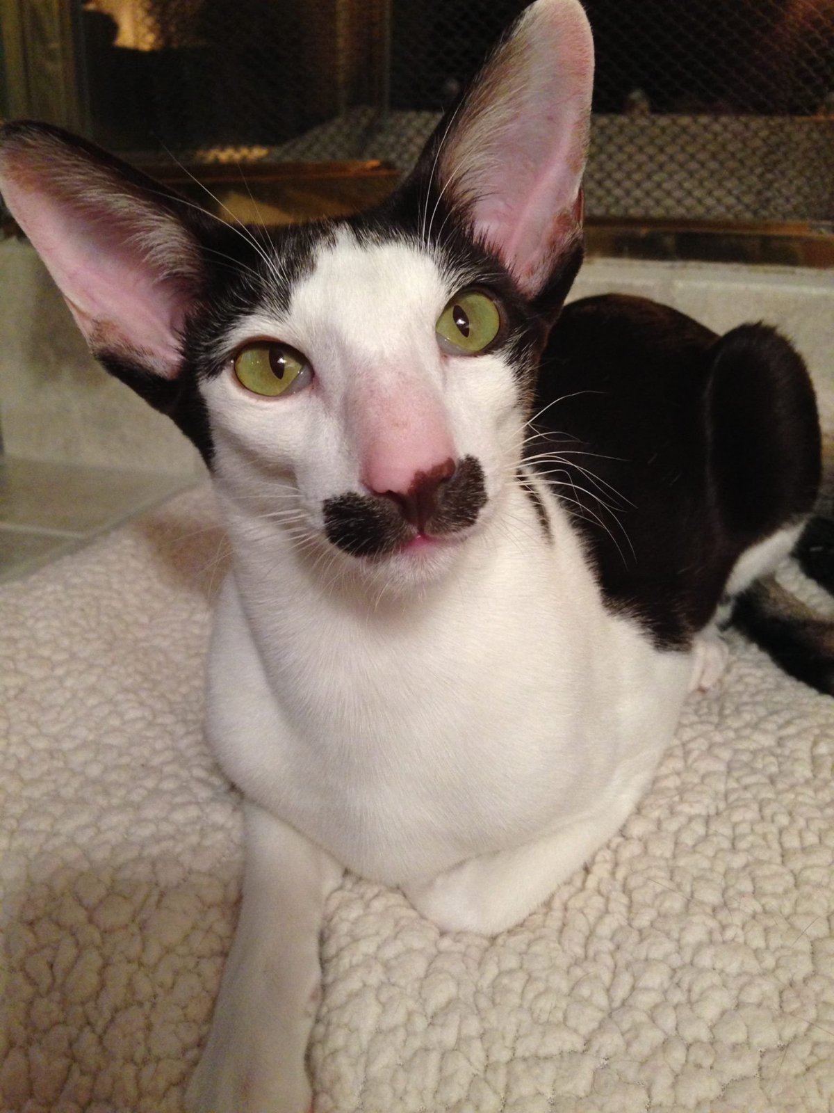 Кот породы Ориентал