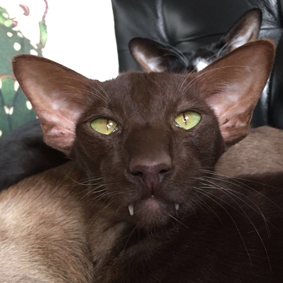 Ориентальная порода кошек