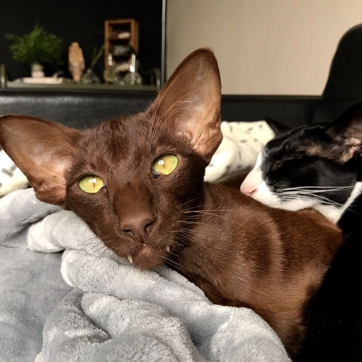 Ориентальный кот грузин