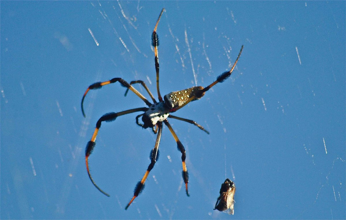 Банановый паук ядовитый