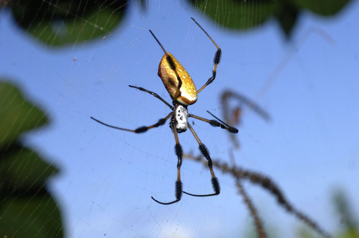 Банановый паук зрение