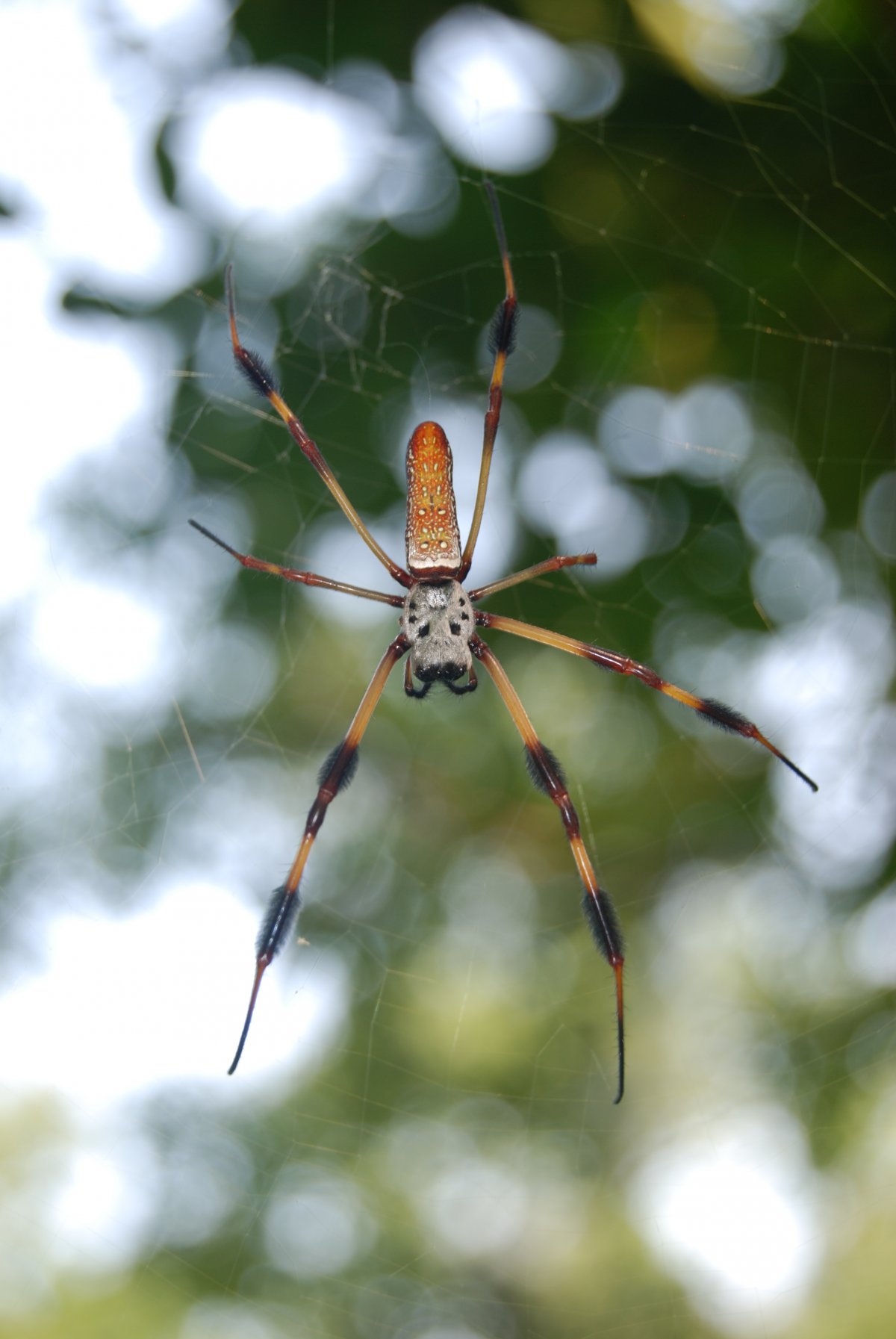 Африканский банановый паук