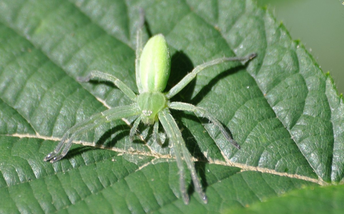 Австралийский банановый паук
