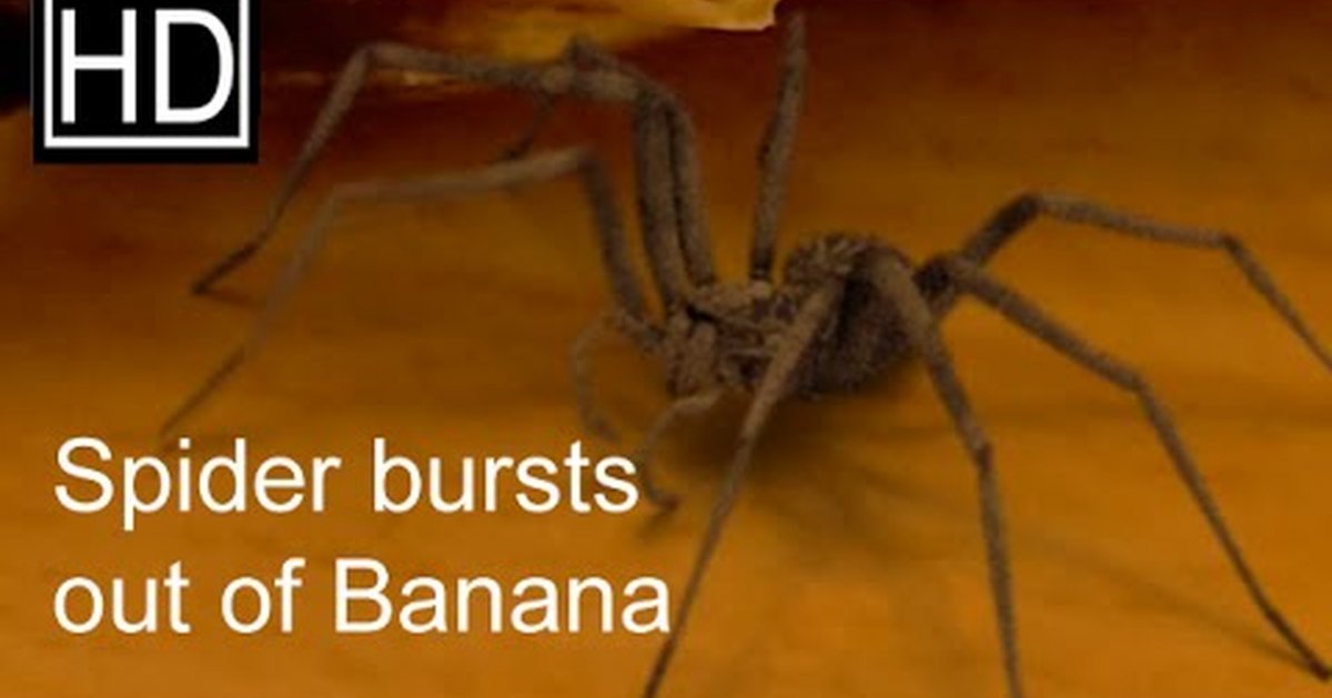 Пауки в бананах