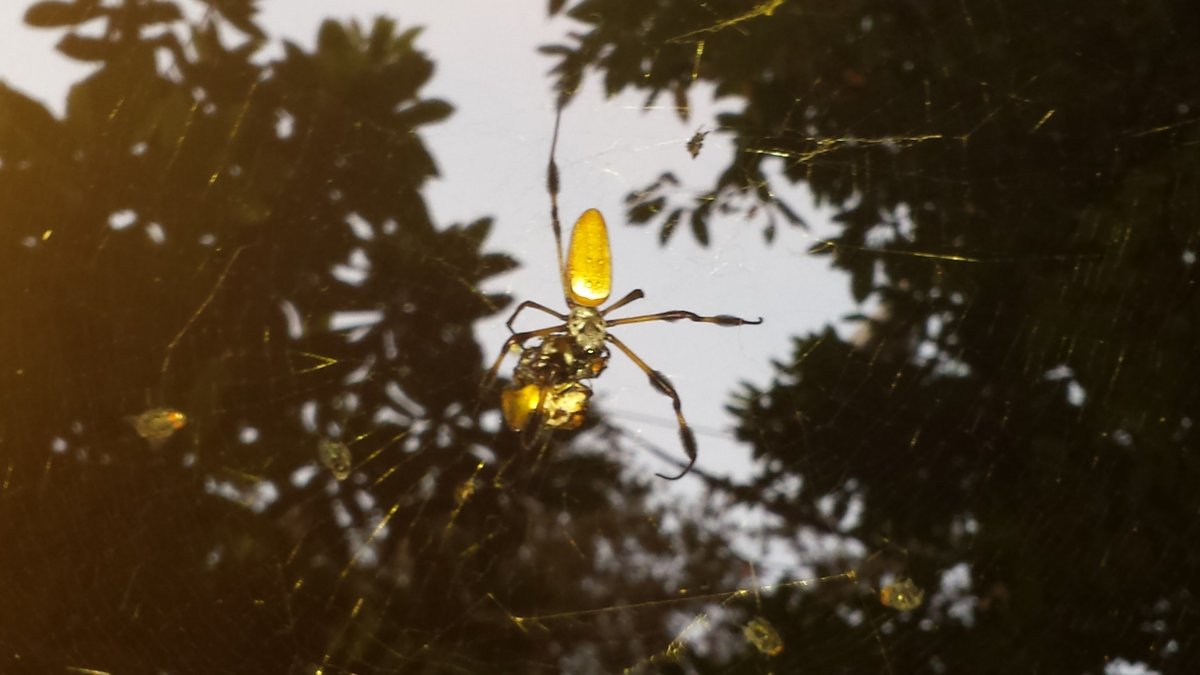 Личинки бананового паука